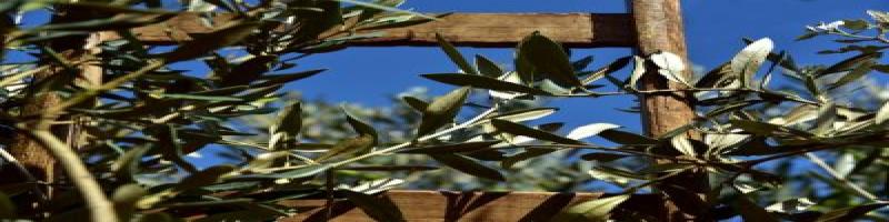 Avviso pubblico per la raccolta di olive su terreni comunali